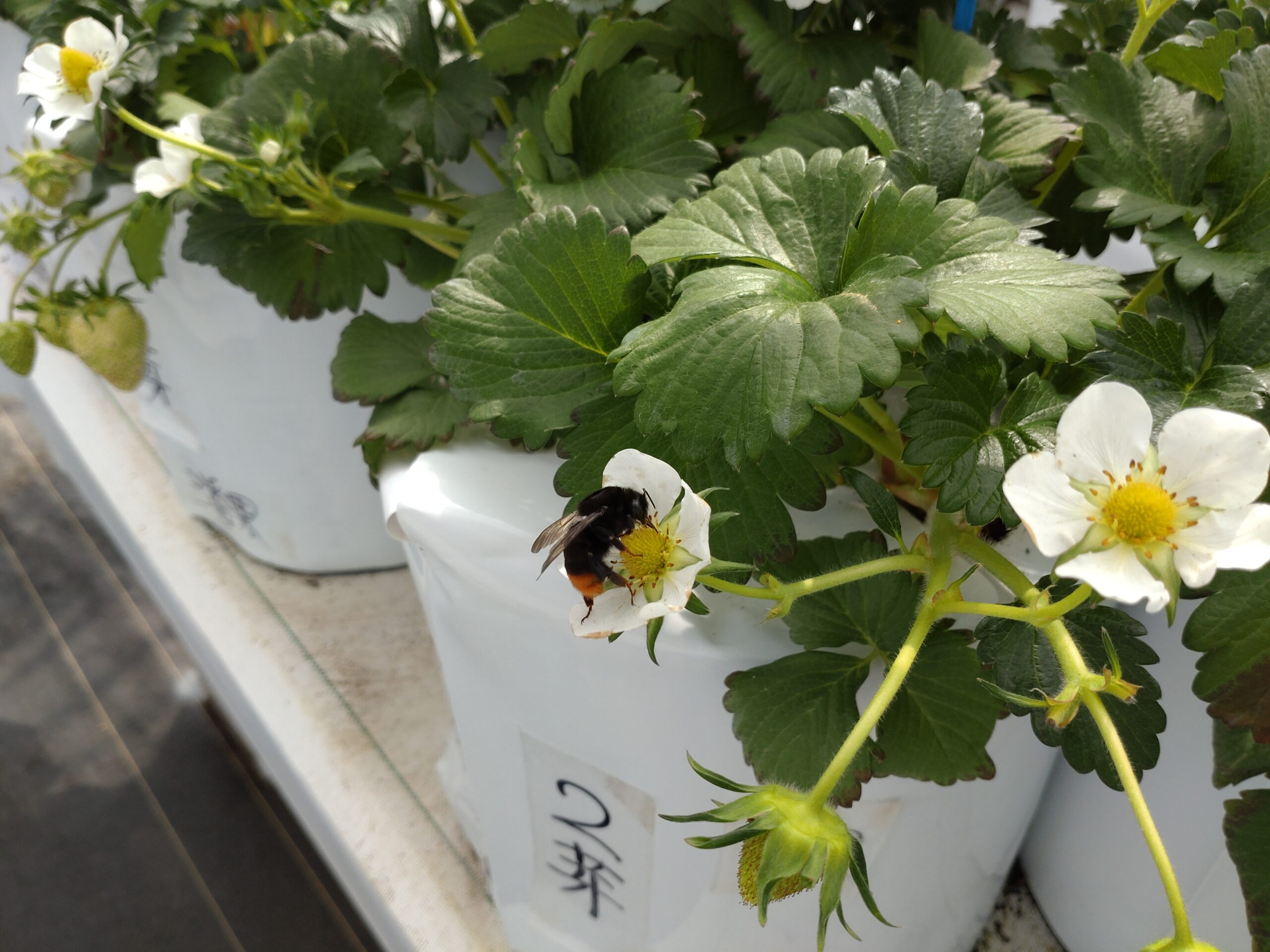 いちごの花とミツバチは可愛いです! - イチゴ農業ビジネスの開業